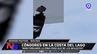 Presencia De Cóndores En Dina Huapi Y Costa Del Sol
