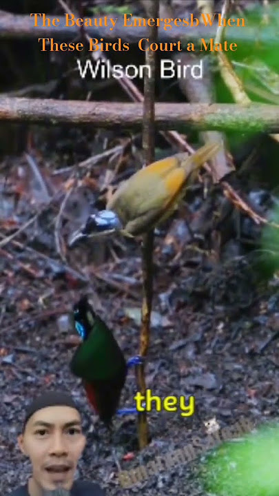 Amazing Beauty Emerges When These Ɓirds Court a Mate-Burung Berubah Indah Ketika Merayu Pasangannya