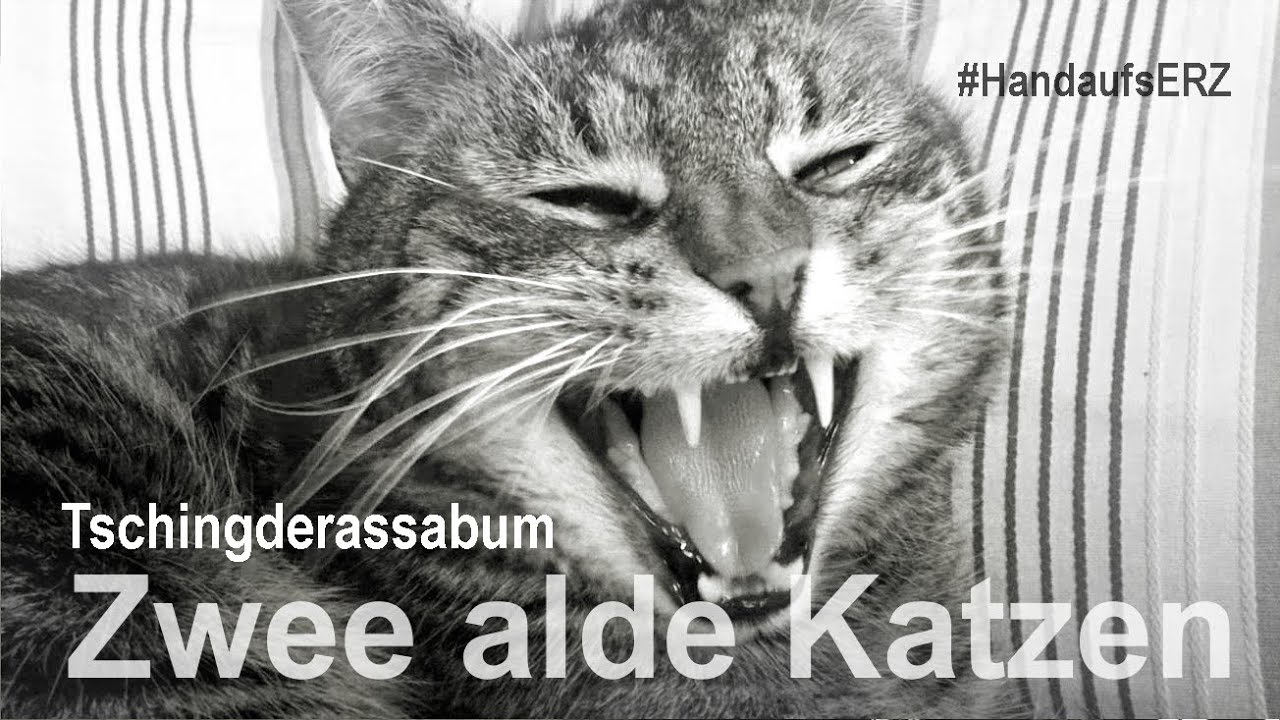 Tschingderassabum - Zwee alde Katzen - #HandaufsERZ - YouTube