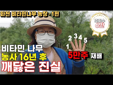 2006년 비타민나무 5만주 수입, 재배기간 16년 귀농 작물 선택전 꼭! 시청하세요.