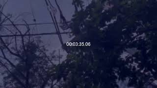 散歩に行ってきました。【朝編】 2021 0803