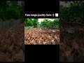 Free range poultry 🐓💰 #poultryfarming #modernfarming #agribusiness #poultrytips