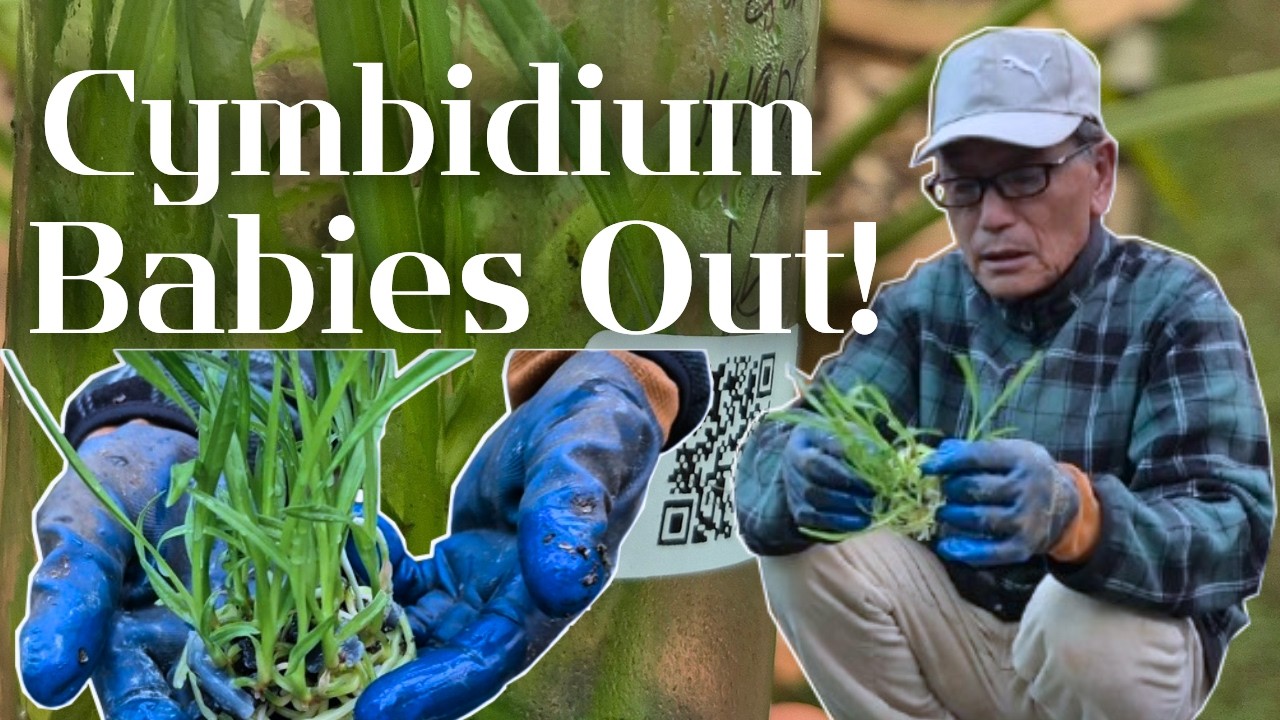 How to Deflask Cymbidium Orchid Seedlings Safely