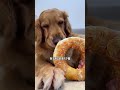 #DogGrooming #DogCare #CuteDogs #DogLovers #DogsOfYouTube #HappyDog 🔥 The dog version of 🔥 P96
