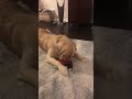 One of Bentley’s first toys. 2018. #goldenretriever #doglife