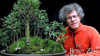 Working on My Cedar Avatar Grove, Part 3, The Bonsai Zone, July 2021