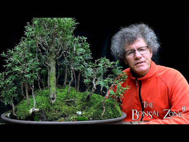 Working on My Cedar Avatar Grove, Part 3, The Bonsai Zone, July 2021 -  YouTube