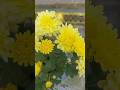Chandramallika flower plant #yellow 🏵 #gradening #chandramallika #myhome #shorts #like #subscribe