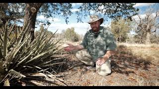 Edible and Useful Desert Plants of Southern Utah