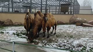 Верблюди Camels
