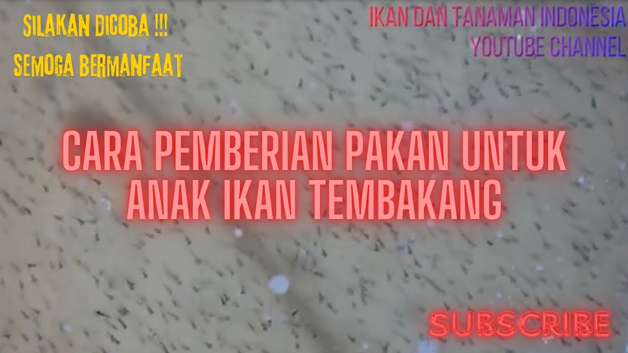 Pemberian Pakan Untuk Anak Ikan Tembakang | Praktis dan Ekonomis
