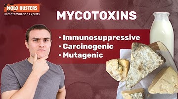 What Are Mycotoxins? 🦠☣ 😷
