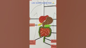 Digestive System Model | how to make digestive 3d system model | shorts #digestivesystem #model