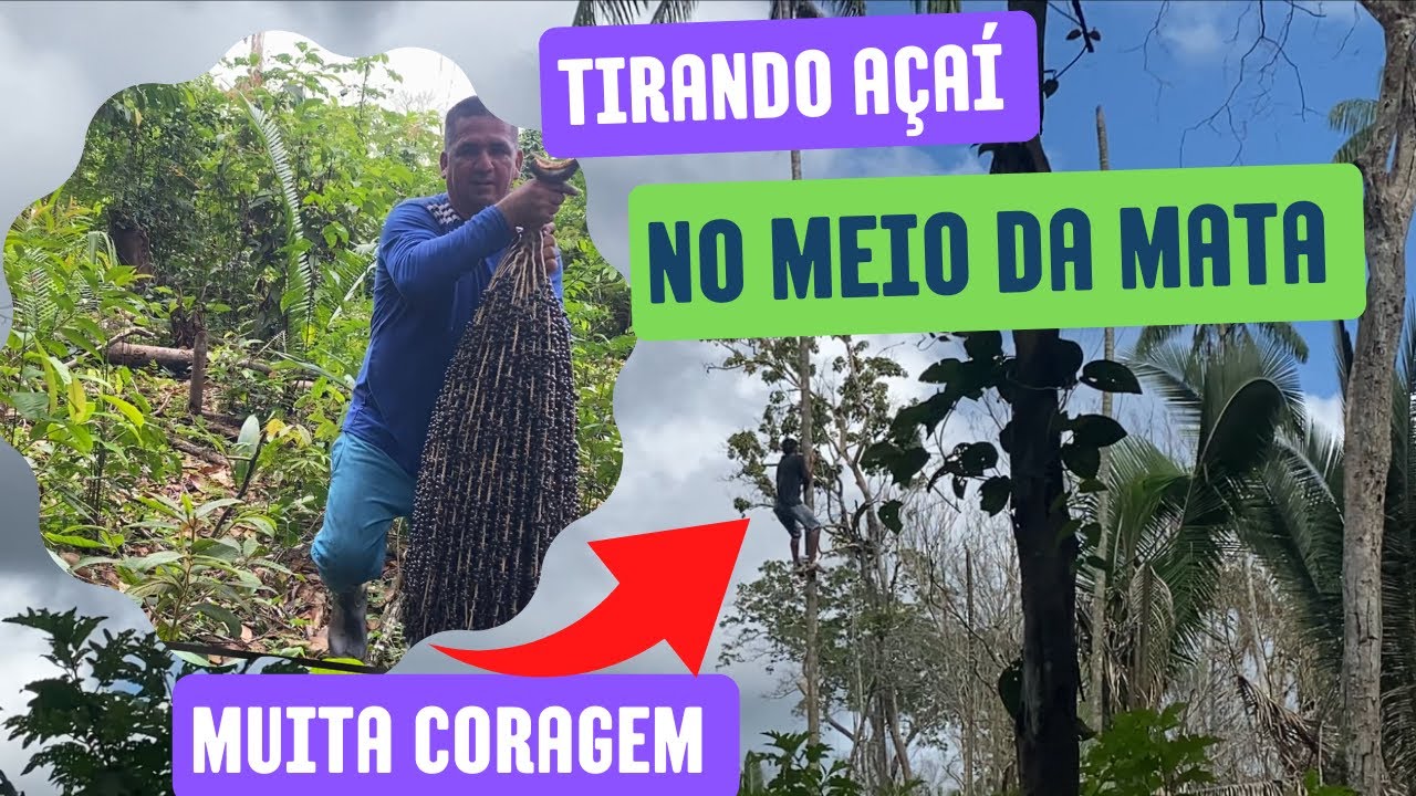 Tirando Açaí no meio da mata !!
