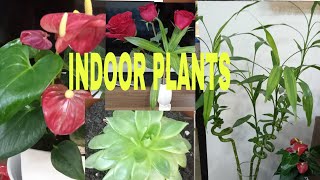 SHARING MY  INDOOR PLANTS @ EZDAN VILLAGE 28,AL WAKRAH QATAR/ANALYN T. ELS