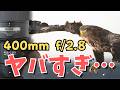 NIKKOR Z 400mm f/2.8 TC VR S 徹底レビュー！内蔵テレコン付き超望遠の実力は？