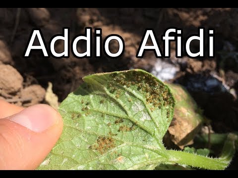 Video: Problemi con gli afidi delle piante d'appartamento: suggerimenti per la gestione degli afidi all'interno della casa