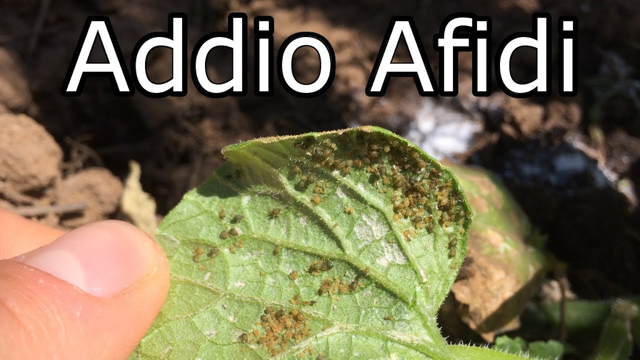 Addio Afidi Rimedio Fatto In Casa Youtube