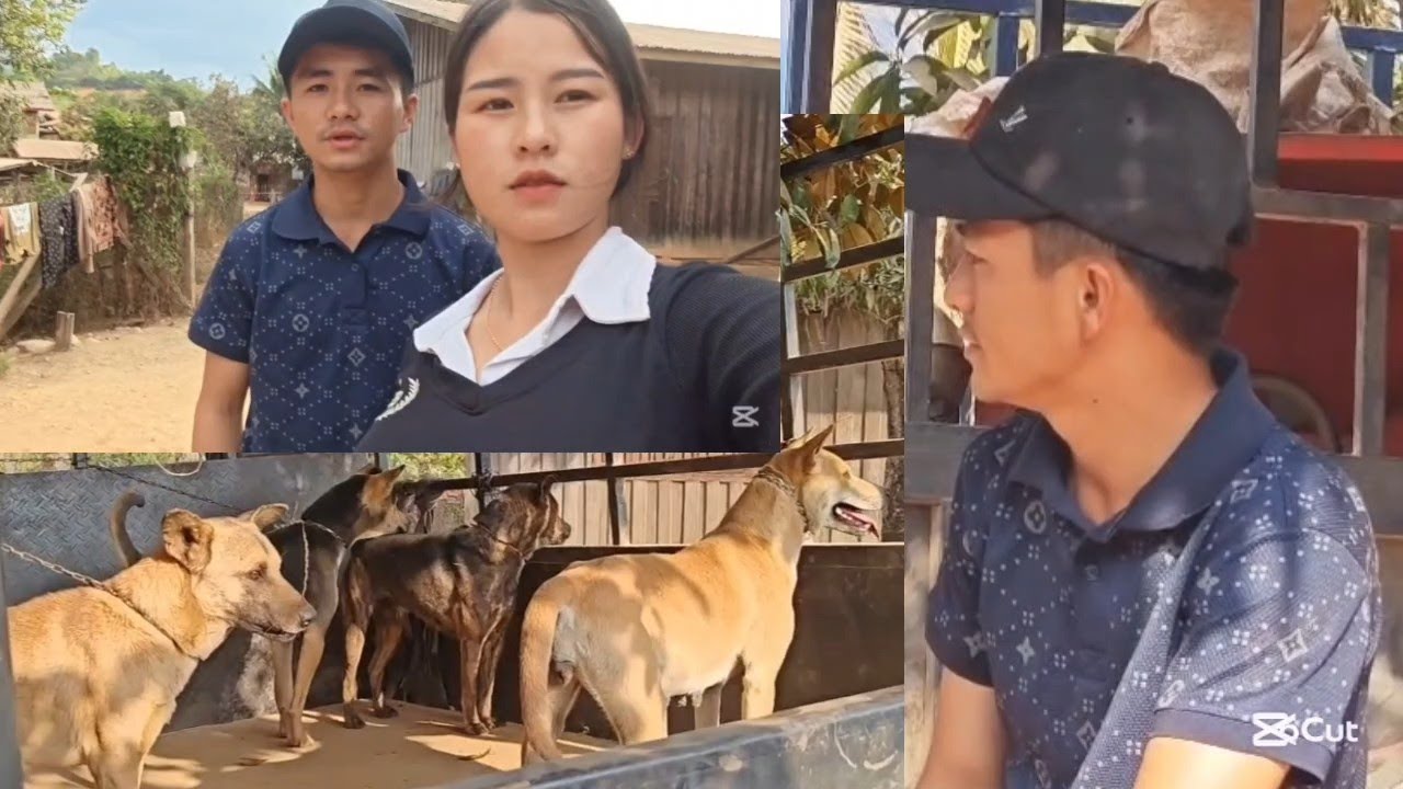 Xeem yuav kawm g muaj nyiaj siv lo txog tsev xeem muab aub qaib dib muag tag li lawm os