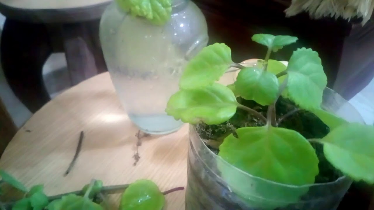 اللبلاب. السويدي ❤️ ❤️ 🌿 🌿     نبتة جديدة في غاية الجمال سهلة الزراعة َالتكاثر ❤️ ❤️ 🌿 🌿 🌷🌷 🌹 🌹 🌹