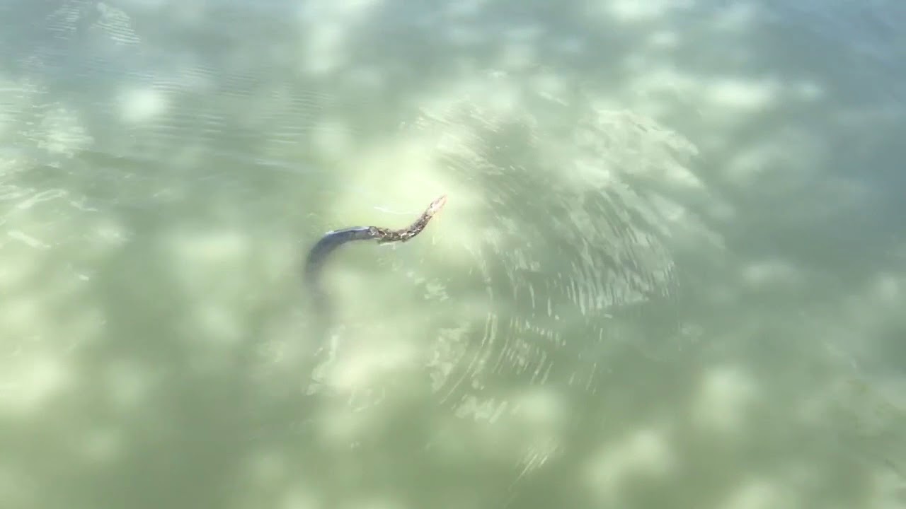 kevin mccollum death Water Snake 2017