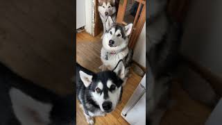 Sorry Kitchen Closed #alaskanmalamutes #sleddogs #malamutelovers by BUBCvision 1,497 views 3 months ago 1 minute, 7 seconds