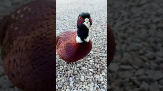 A Wild Pheasant Eats Straight From My Hand