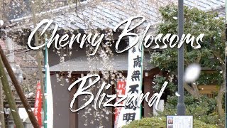 cherry blossoms blizzard Japan trip daikoji Temple