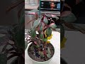 How to care for Pink Princess Philodendron houseplant Growth guide #plant #gardening #plants