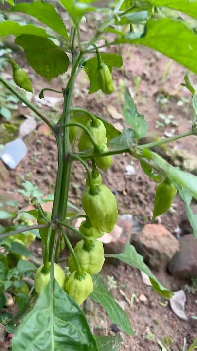 Phajare Bangalore da thaba U morok (king chilli )shidi