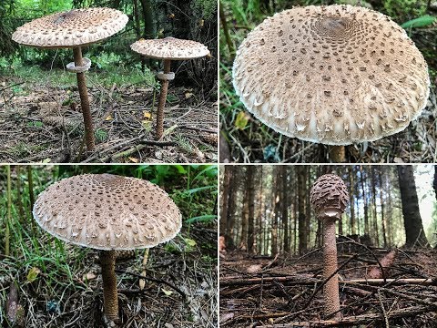 Parasol Riesenschirmling Riesenschirmpilz Schnitzelpilz Macrolepiota Procera Youtube