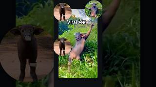 गई भैस पानी में #funny #comedy #cartoon #animals #aalupyajjoke #thetharpuns #tuityfun1 #comedyvideos