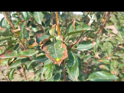 احتراق اوراق التفاح عفن اوراق