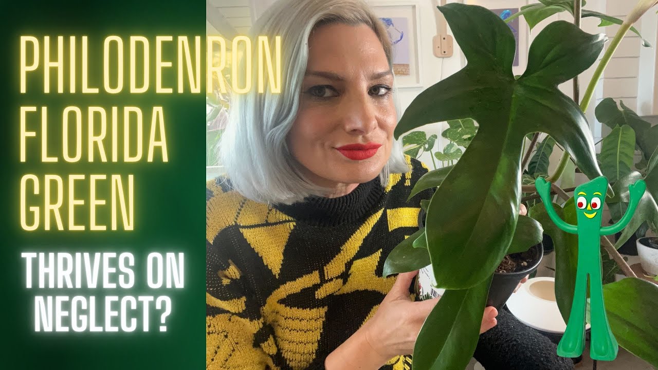 Philodendron Florida Green- a Houseplant that Thrives on Neglect!