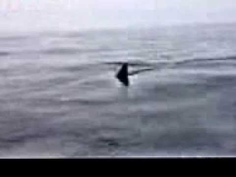 shark bridge vs bridge barron shark bridge vs bridge barron