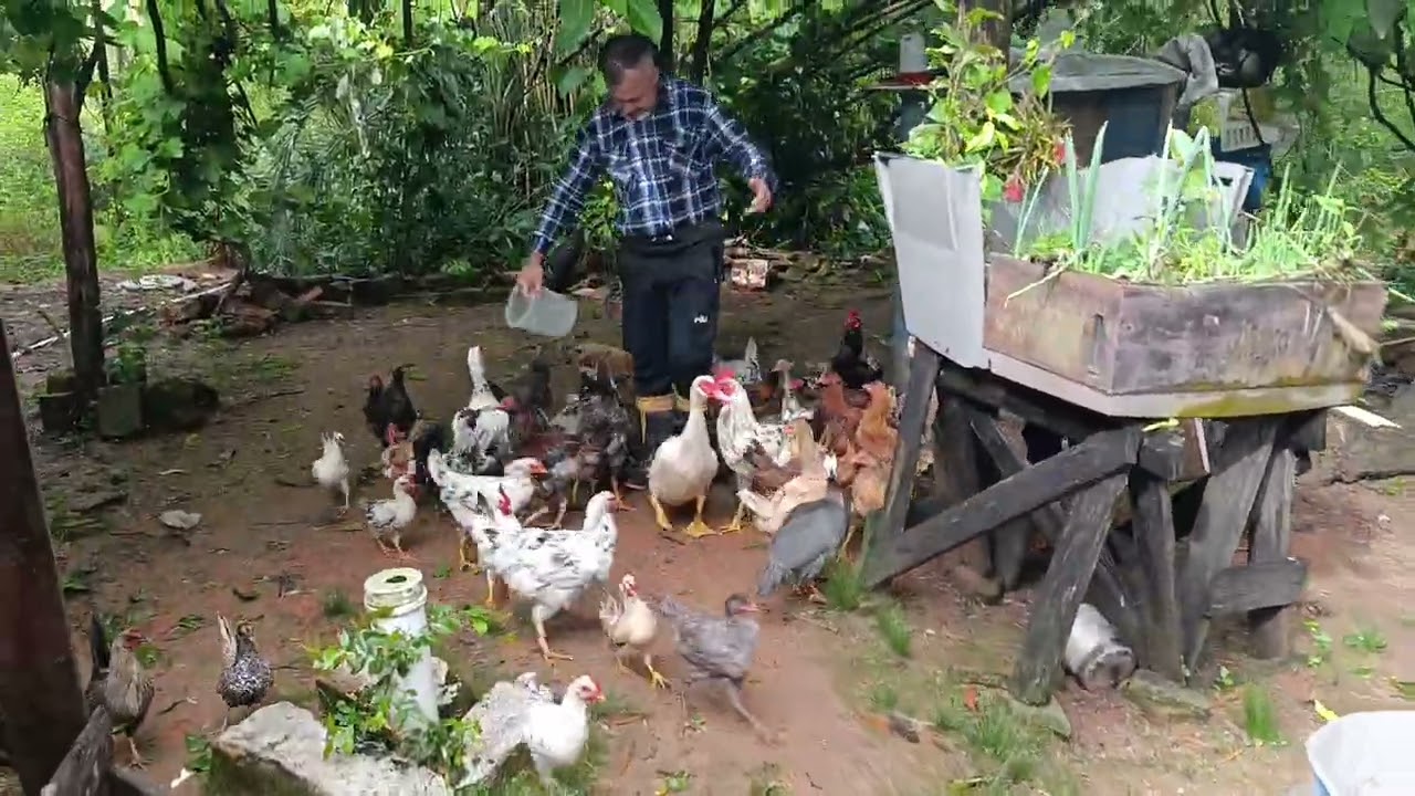 Amanheceu no sítio Capororoca 