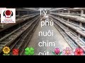 Tỷ phú nuôi chim cút