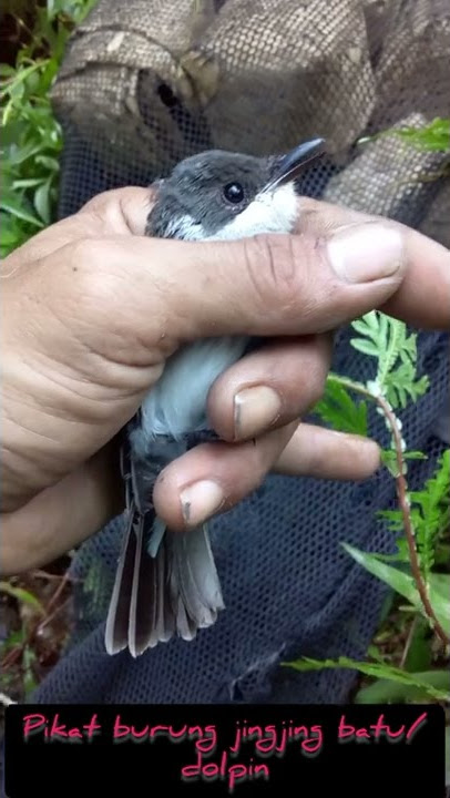 pikat burung jingjing batu/dolpin#shorts