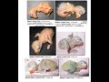Cara Mengambil Anakan Lovebird Dari Glodok