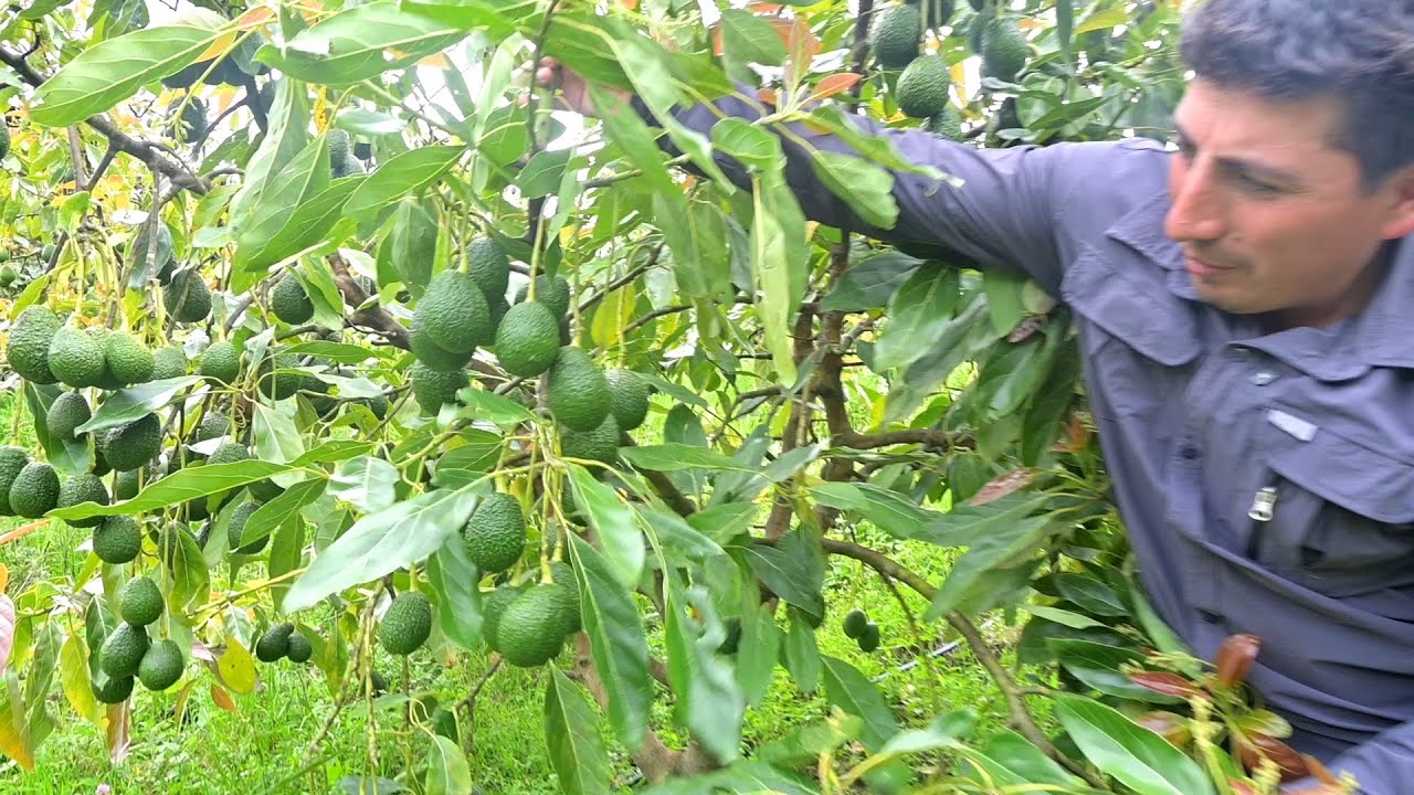 Plantas de Palto Clonal vs Convencional: Variedades, Patrones 🌱🥑VIVEROS AGROHAS