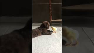 Two-Month-Old Shih Tzu Plays with Chick