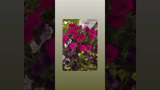 #God #jesus  @mariamcmenamin #instagram #gifs #gif #giphy #giphy.com #video #photos #fotography #fe