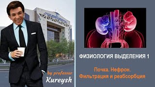 Физиология Выделения 1. Почка. Нефрон. Клубочковая фильтрация и канальцевая реабсорбция