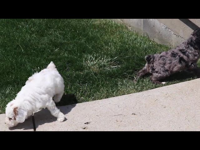 Ranger video thumbnail