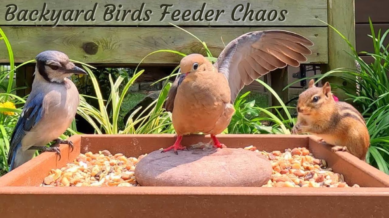 Nature Fun 😺 Chipmunks, Birds & Squirrels | Cat TV in 4K