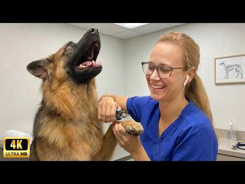 HILARIOUS Animals at Their First Vet Visit! 😂
