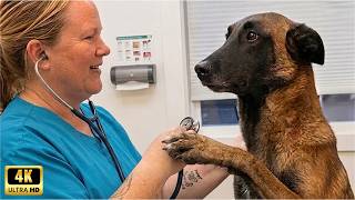 HILARIOUS Animals at Their First Vet Visit! 😂