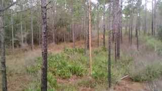 Green Swamp New Tree Stand Location