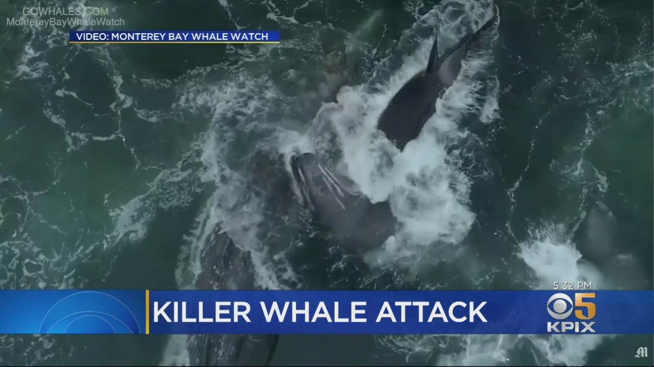Video Captures Orca Attack On Young Gray Whale In Monterey Bay - YouTube