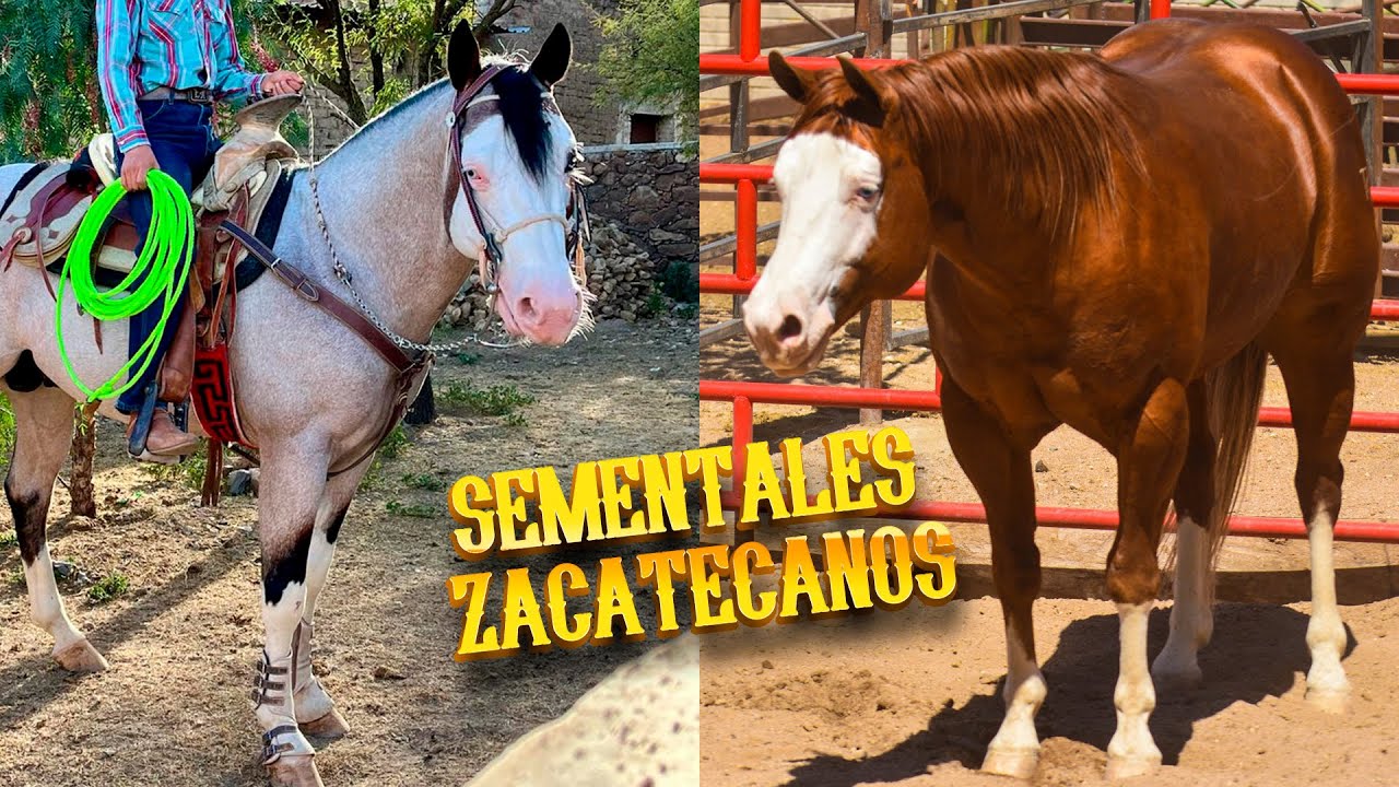 ¡SEMENTALES ZACATECANOS!